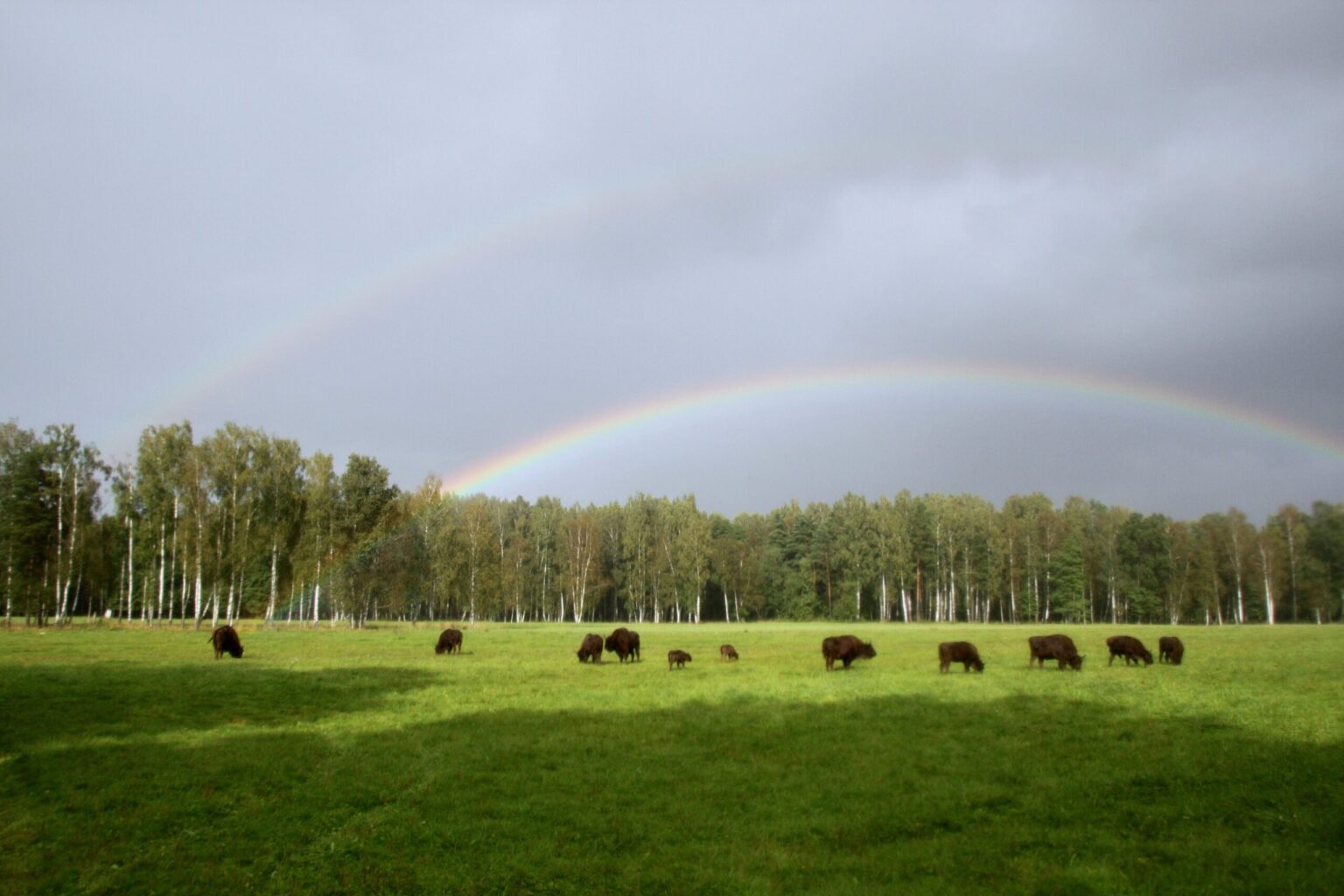 Panevėžio krašte bene daugiausia žalos ūkininkų laukams pridaro girių galiūnai stumbrai, tačiau knisti laukus jau vėl įniko ir šernai. Prieš gerus porą metų beveik išnaikinta dėl afrikinio kiaulių maro, dabar jų populiacija smarkiai atkuto.