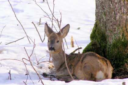 Laukinių gyvūnų galima sutikti ne tik miške, bet ir gyvenamuosiuose kvartaluose. Tuo įsitikino Tulpių gatvės 2-ojo daugiabučio gyventojai – savo kieme išvydo besiblaškantį stirniuką.