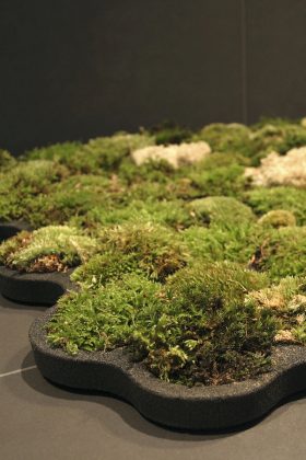 naujienos105-samanu-kilimelis1