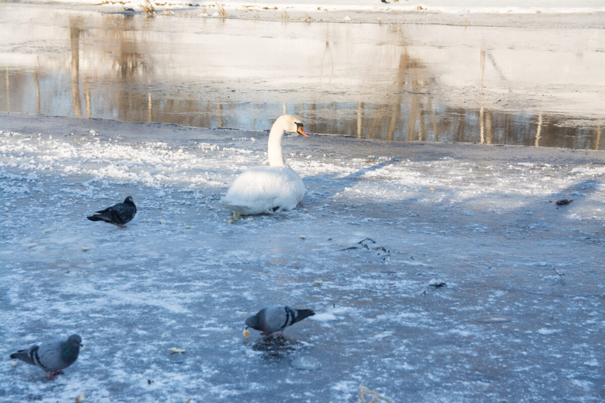 Specialiosios tarnybos, aplinkosauga, gyvūnų mylėtojai – visi šeštadienio pavakarę buvo įtraukti į misiją „Išgelbėti gulbes ant Liberiškio tvenkinio“.