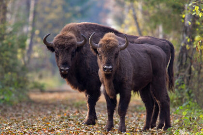 Stumbrai yra stambiausi gyvūnai mūsų šalyje ir vieni iš neoficialių Lietuvos simbolių. Stumbrai Lietuvoje vėl gyvena jau daugiau kaip 40 metų.