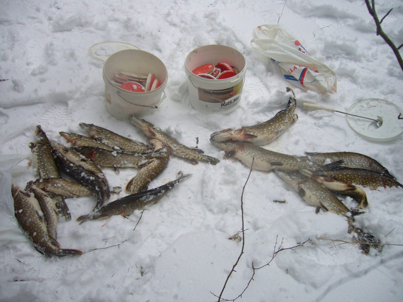 Nors brakonieriavimo atvejų Panevėžio apskrityje mažėja, tačiau yra ir tokių pažeidėjų, kurie nevengia brakonieriauti ne vieną kartą.