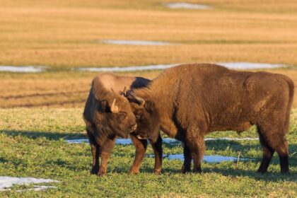 Ūkininkams pykstant dėl stumbrų daromos žalos, valdžia prieš kelerius metus pasiryžo sureguliuoti smarkiai išaugusią šių žvėrių populiaciją. Tačiau dideli ir brangūs užmojai baigėsi visišku fiasko – stumbrams išskirstyti paruošti aptvarai stovi tušti, o jų gyventojai nugaišo pakeliui. Kaip vykdoma stumbrų reguliavimo politika?