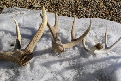 Susigundė elnio ragais