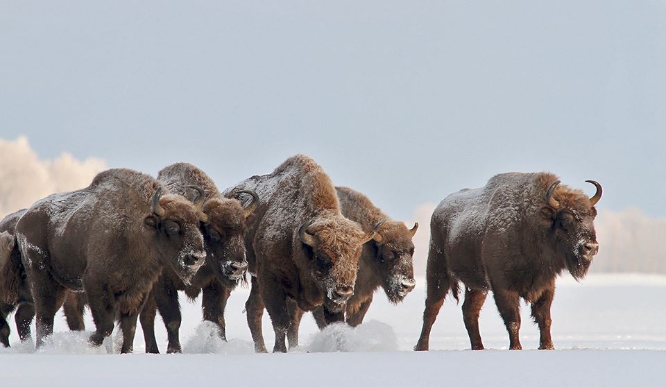 Kol ūkininkai skundžiasi stumbrų daroma žala, valdžia kuria neveiksmingus šių gyvūnų reguliavimo planus. R. Barausko nuotr.