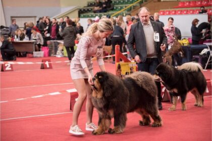 Mieste karaliavo keturkojai