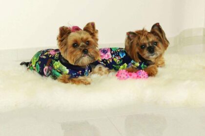 Šunų kasdienybė jau sunkiai įsivaizduojama be grožio salonų, kuriuose jiems kerpami bei dažomi plaukai, lakuojami nagai ir netgi daromos tatuiruotės.