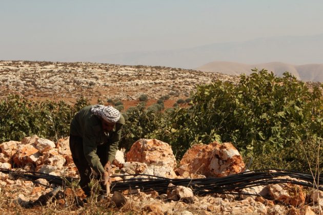 Žemdirbystė buvo vienas iš pagrindinių palestiniečių pragyvenimo šaltinių. Tačiau jų žemės plotai vis mažėja arba lieka už barikadų, o Izraelio kariai ir toliau aktyviai naikina jų alyvmedžių laukus. Asmeninio archyvo nuotr.