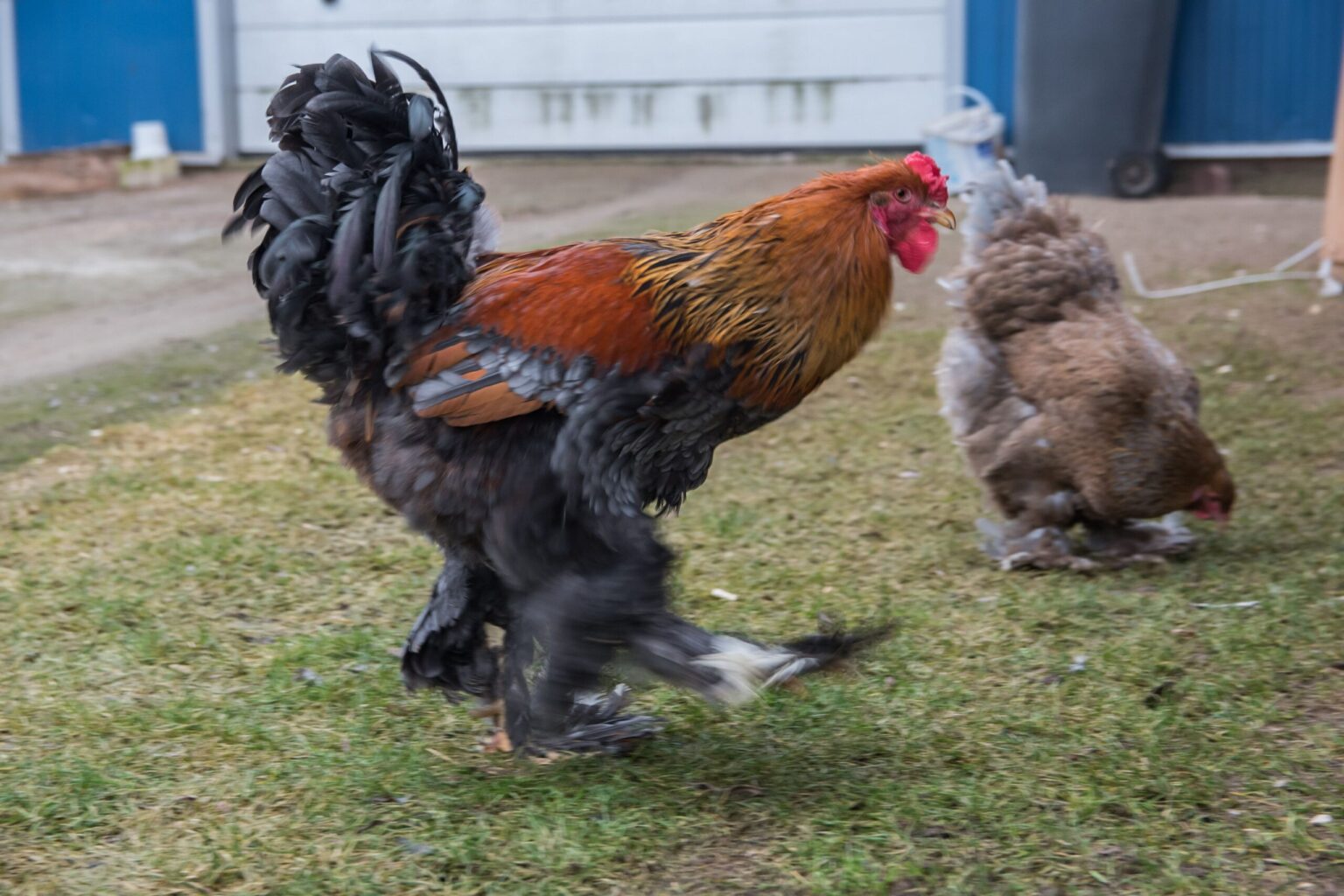 Lietuvoje užfiksuotas paukščių gripo atvejai žmonėms pavojaus nekelia, tačiau naminiams paukščiams – net labai pavojingas, tvirtina specialistai.
