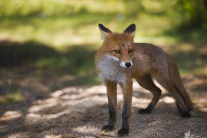 Po kiemus šmirinėjančios vangios ir žmonių nebijančios lapės išgąsdinta panevėžietė, įtarusi ją sergant pasiutlige, atskleidė didelę laukinių gyvūnų apsaugos spragą.