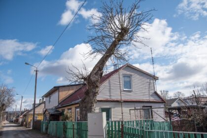 Pavasaris – tvarkymosi metas. Bet panevėžietis Vaclovas Kavaliauskas skundžiasi, kad jau keletą metų negali atsikratyti seno nudžiūvusio kaštono.