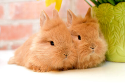 Šiais laikais dažnas vaikas yra matęs tik tradicinių baltų arba pilkų triušių. Bet šių gyvūnėlių veislių yra šimtai. Dideli, maži ir visi labai mieli.