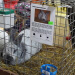 Gyvaisiais parodos eksponatais pasigrožėti bus galima visą savaitgalį. M. BLINSTRUBYTĖS nuotraukos