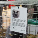 Gyvaisiais parodos eksponatais pasigrožėti bus galima visą savaitgalį. M. BLINSTRUBYTĖS nuotraukos