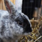 Gyvaisiais parodos eksponatais pasigrožėti bus galima visą savaitgalį. M. BLINSTRUBYTĖS nuotraukos