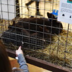 Gyvaisiais parodos eksponatais pasigrožėti bus galima visą savaitgalį. M. BLINSTRUBYTĖS nuotraukos