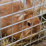 Gyvaisiais parodos eksponatais pasigrožėti bus galima visą savaitgalį. M. BLINSTRUBYTĖS nuotraukos