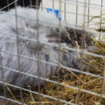 Gyvaisiais parodos eksponatais pasigrožėti bus galima visą savaitgalį. M. BLINSTRUBYTĖS nuotraukos