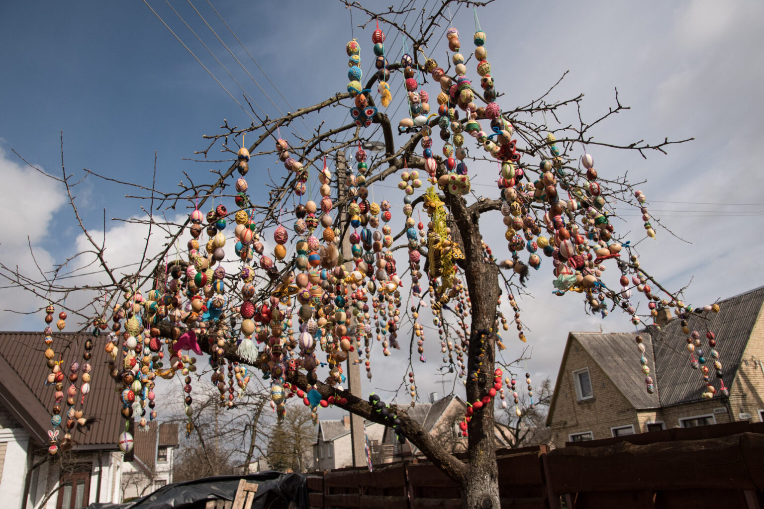Panevėžietės Aldonos Ladavičienės kieme augantis ir pavasarį margučiais pražydęs medis priverčia sustoti ir aikčioti ne vieną praeivį.