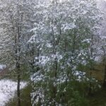 Klimatologai tvirtina, kad kone vasaros išvakarėse nagus parodžiusi žiema nėra naujas reiškinys Lietuvoje, tokių atvejų per keturis dešimtmečius būta kelių.