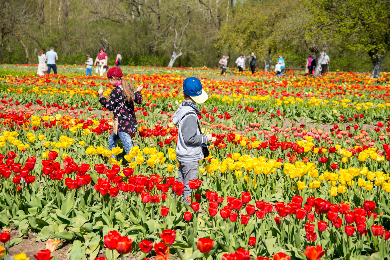 Nepaisant nepalankaus pavasario, Burbiškio dvaras lankytojus pakvietė pasidžiaugti žydinčiomis tulpėmis.