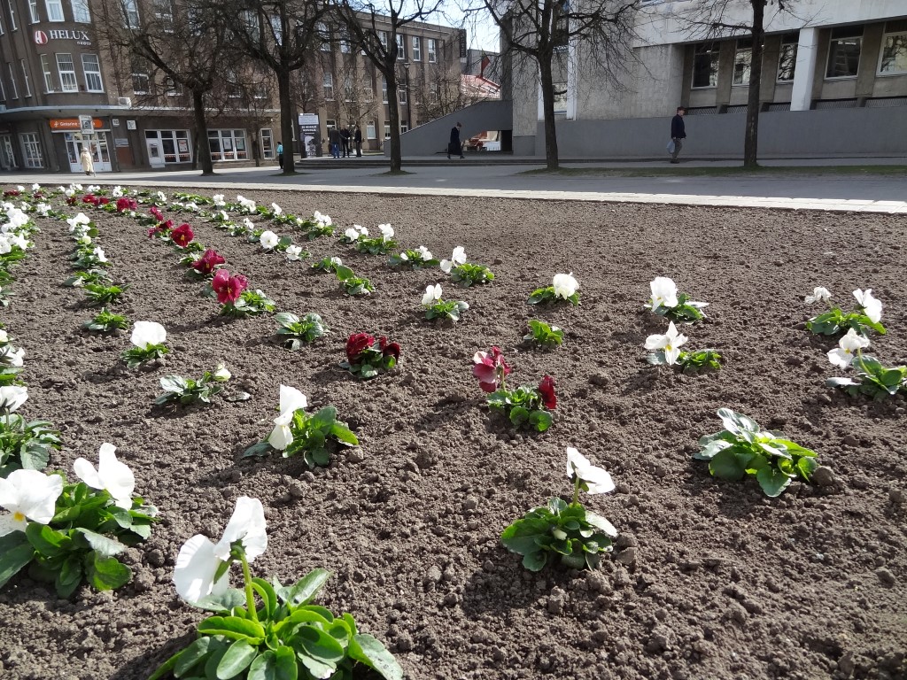 Panevėžys puošiamas saulės ir šilumos sezonui – našlaitėmis apsodinti Laisvės aikštės gėlynai, šios pavasarinės gėlės atsiras ir gėlynuose prie fontanų.