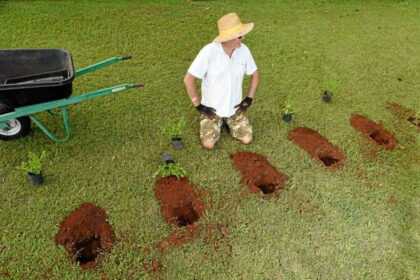 Turbūt norėdami pagražinti aplinką trokštamų augalų vagys patraukė ieškoti ne į parduotuves, o į kitų žmonių valdas.