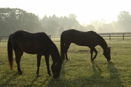 Šeštadienio vakarą po jaunos merginos vairuojamu automobiliu metėsi netoliese pievoje besiganęs arklys.