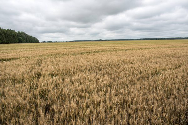 Ūkininkai prognozuoja, kad grūdų derlingumas šįmet turbūt nebus toks aukštas kaip užpernai, bet didesnis nei pernai. T. Šiaudinio nuotr.
