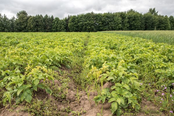 Kai kurie daržovių augintojai taip pat nerimastingai žvalgosi į dangų. T. Šiaudinio nuotr.
