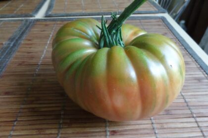 Panevėžio rajone, Berčiūnuose, gyvenančios Virginijos Bakšienės namuose jai pačiai ir daugeliui neregėtas įvykis – pavasarį drauge su kitomis daržovėmis pasodintas pomidoras užaugo tikras gigantas.