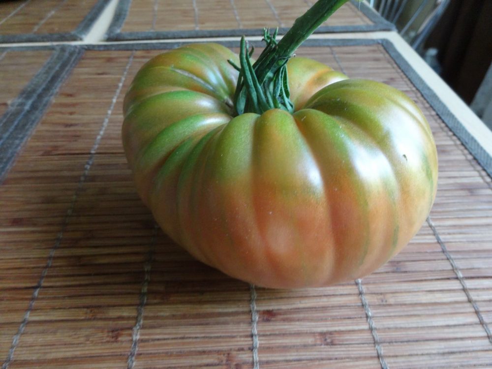 Panevėžio rajone, Berčiūnuose, gyvenančios Virginijos Bakšienės namuose jai pačiai ir daugeliui neregėtas įvykis – pavasarį drauge su kitomis daržovėmis pasodintas pomidoras užaugo tikras gigantas.