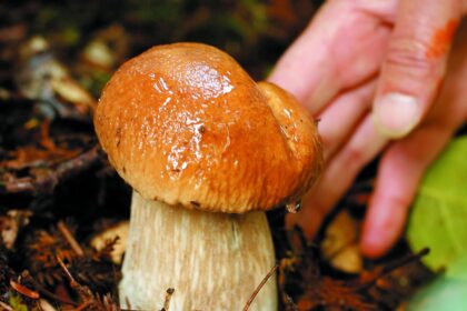 Grybai iš aplinkos sukaupia daug naudingų medžiagų. Tačiau valgomų grybų micelis yra labai svarbus ir teršalų sulaikymui viršutiniame miško dirvos sluoksnyje.