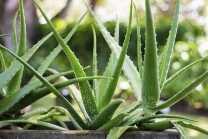 Nuo seno alavijas, arba alijošius, labai plačiai naudojamas liaudies medicinoje. Šis augalas, turtingas vaistingųjų elementų, yra populiarus ir vertinamas iki šiol.