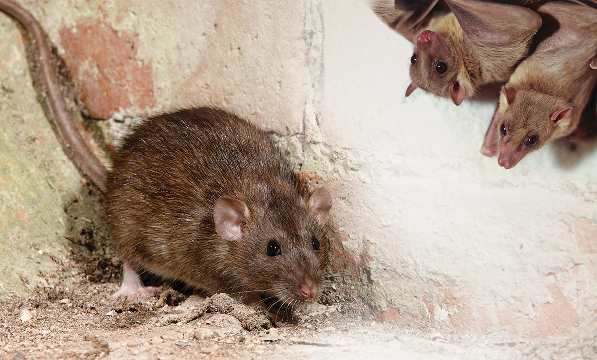 Kenkėjai karkasiniame name