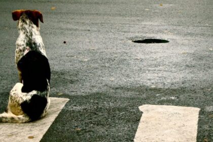 Spalio 31 d. Panevėžio r. Šilagalio k., nežinomas automobilis sužalojo šunį ir iš eismo įvykio vietos pasitraukė.