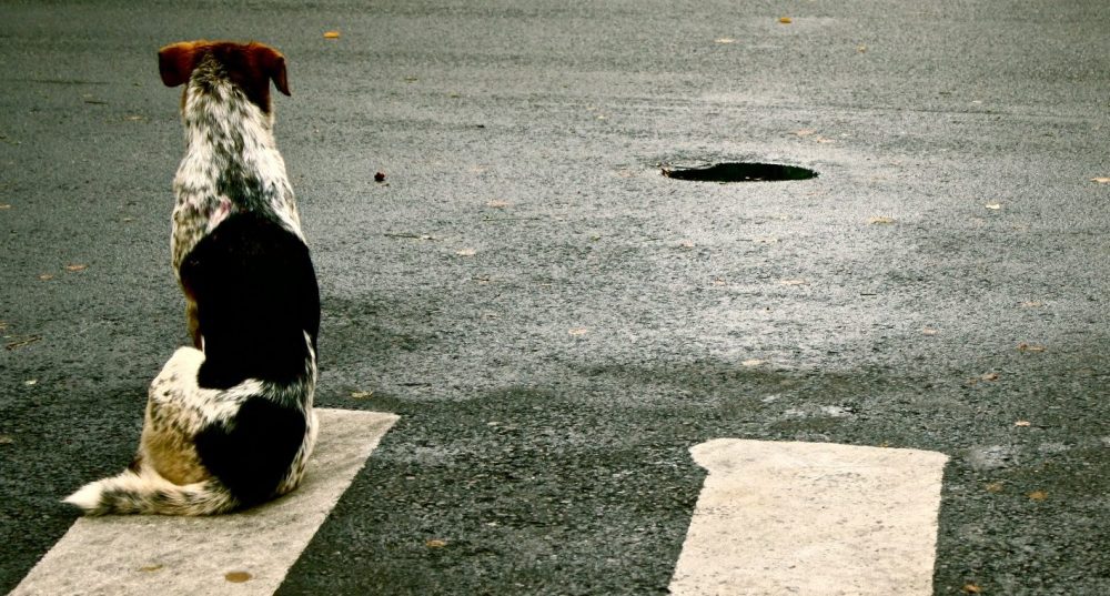 Spalio 31 d. Panevėžio r. Šilagalio k., nežinomas automobilis sužalojo šunį ir iš eismo įvykio vietos pasitraukė.