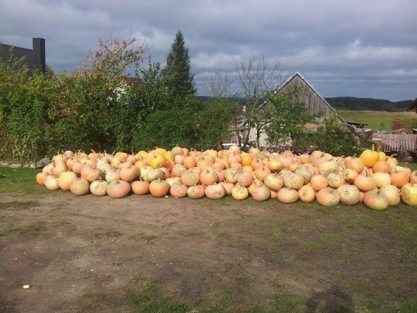 Štai kokius moliūgus augina šiūlėniškė Aldona Kurkencienė. Asm. albumo nuotr.