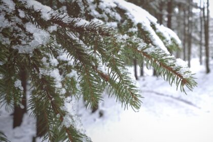 Artėjant Kalėdoms, žmonės kartais nesibodi iš miško nusikirsti eglutę ar jos šaką nepagalvodami apie daromą žalą. Už tai gresia nemenka bauda.