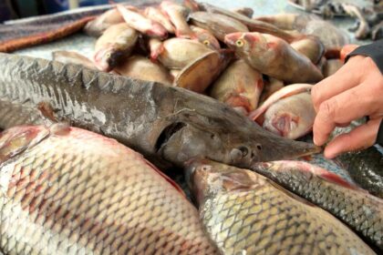 Karpis, farširuotas dėlėmis – ir tai ne koks nors kinų restorano receptas, o Lietuvos prekybininkų pastangos per šventinį laikotarpį sugriebti bent pusę metų pelno.