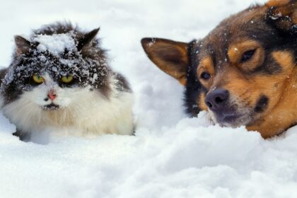 Daugelis augintinių šeimininkų žino apie šunims ir katėms kylančią grėsmę dėl aukštos aplinkos temperatūros, tačiau šaltis gali kelti dar didesnį pavojų keturkojams.