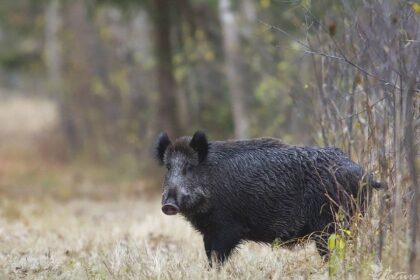 Panevėžio rajono medžiotojai pastaruoju metu vietoje šautuvo į mišką dažniausiai nešasi kastuvą. Smarkiai įsisiautėjus afrikiniam kiaulių marui, kas savaitę čia randama po kelias dešimtis nugaišusių šernų.