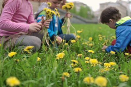 Pasak liaudies medicinos žinovų, ypač efektyviai hemoglobino kiekį kraujyje didina kiaulpienės. Sergantiesiems anemija patariama gydytis tiek šviežiomis, tiek ir džiovintomis kiaulpienėmis.