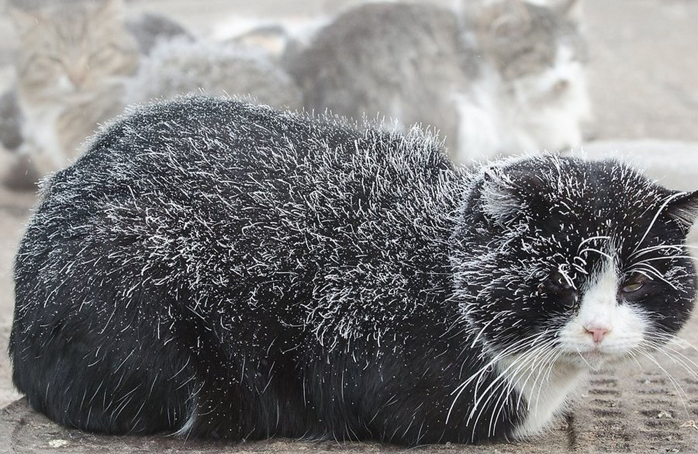 Ateinančios savaitės pirmoje pusėje sulauksime dar didesnio atšalimo – temperatūra naktį gali nukristi ir iki 26 laipsnių, o viską blogins stiprus vėjas.