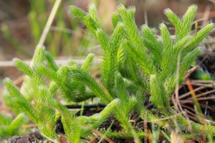 Šv. Velykos – didžiausia pavasario šventė. Jas sutinkame ne tik margindami kiaušinius, bet ir namus puošdami verbų šakelėmis, žalumynais. Deja, kai kas savo velykiniam stalui pagražinti miške prisirauna pataisų.