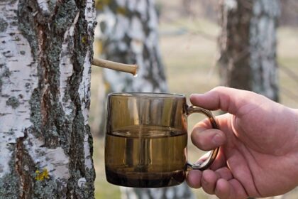 Vos pašvietus saulei ir atšilus orui sulos mėgėjai traukia indus šiam gaiviam gėrimui. Ne visi žino, kad yra tam tikros taisyklės jai leisti ir išsaugoti ilgesnį laiką kaip gėrimą.
