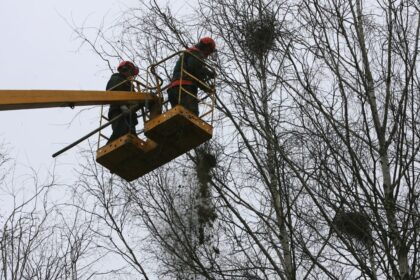 Šylant orams vis aktyvesni tampa įvairūs paukščiai, dauguma jų jau ėmėsi ieškoti vietos lizdui sukti. Tačiau neišvengiami sparnuočių gyvenimo procesai džiugina ne visus. Jau ilgus metus Panevėžio miesto gyventojai ir savivaldybės tarnautojai stoja į nelygią kovą su varniniais paukščiais.