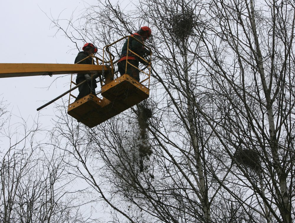 Šylant orams vis aktyvesni tampa įvairūs paukščiai, dauguma jų jau ėmėsi ieškoti vietos lizdui sukti. Tačiau neišvengiami sparnuočių gyvenimo procesai džiugina ne visus. Jau ilgus metus Panevėžio miesto gyventojai ir savivaldybės tarnautojai stoja į nelygią kovą su varniniais paukščiais.