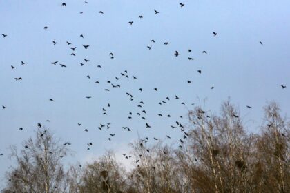 Savivaldybė beveik 235 tūkst. Eur numatė panaudoti aplinkos apsaugos priemonėms.