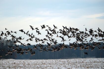Specialistai įspėja, jog prasidėjusi kasmetinė paukščių migracija didina paukščių gripo pavojų, todėl kol kas ūkininkams neleidžiama laikyti jų lauke. Veterinarai tikisi, kad šiemet, kaip ir pernai, pavyks išvengti ligos protrūkio komerciniame ūkyje.